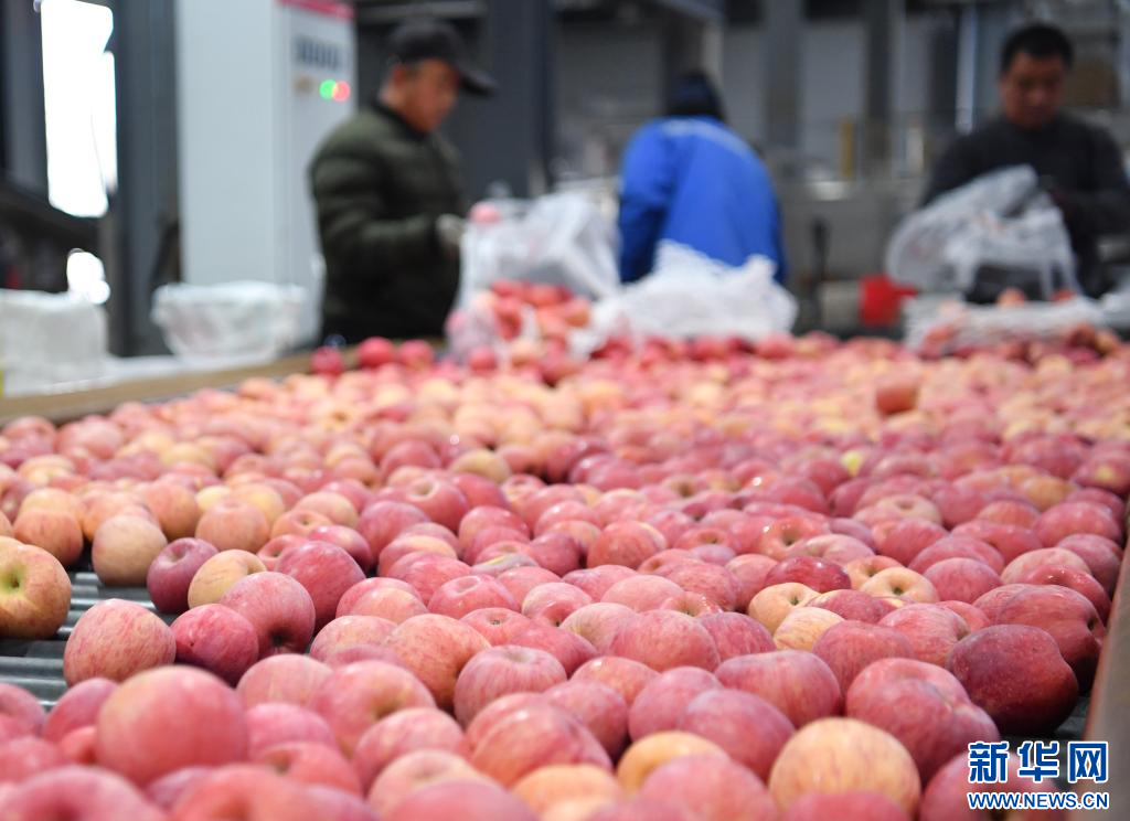 包含陕西洛川县苹果市场新闻的词条