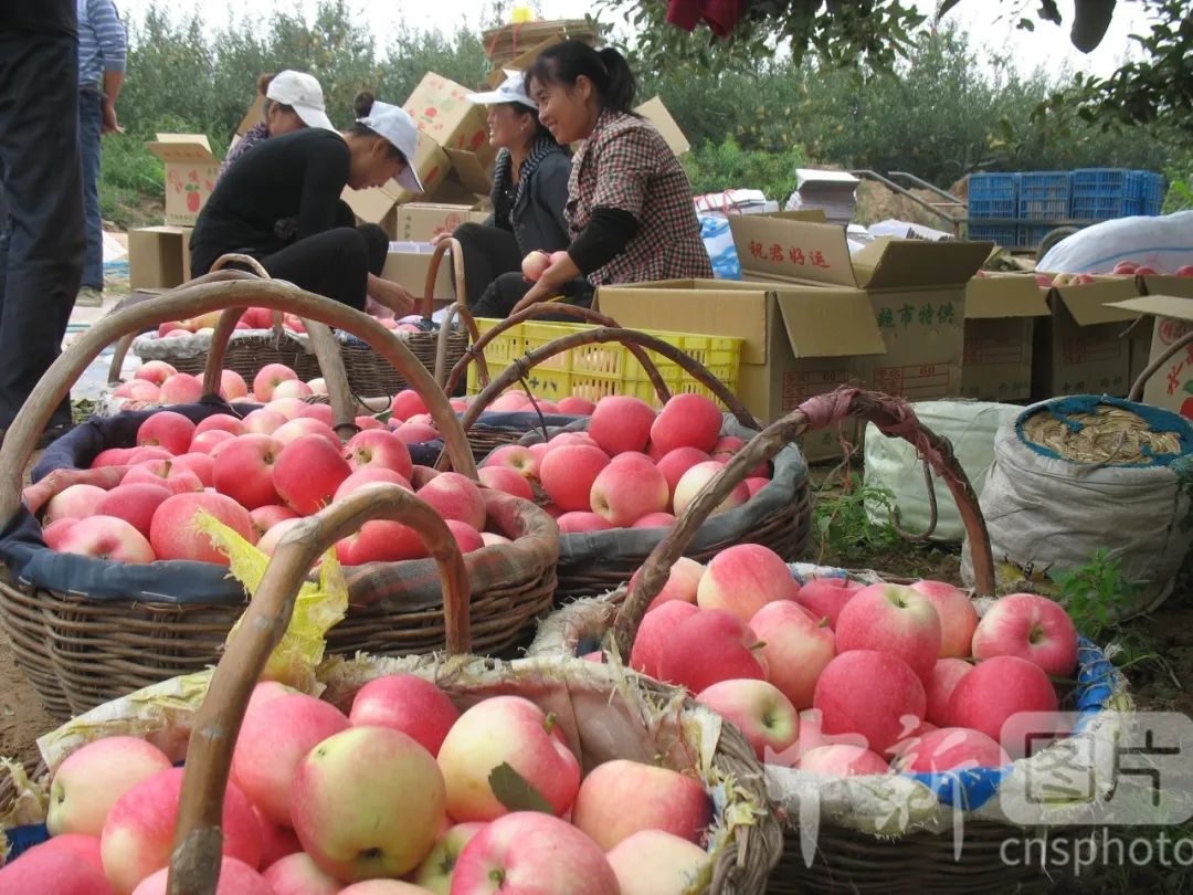 包含陕西洛川县苹果市场新闻的词条-第2张图片-太平洋在线下载